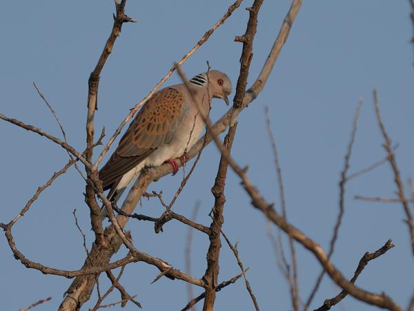 <h3>Streptopelia&nbsp;turtur / European&nbsp;turtle&nbsp;dove / Zomertortel</h3>OM-1 Mark II met OLYMPUS M.150-400mm F4.5, 1/2000 sec  bij F4.5, ISO 250, afstand 40.3&nbsp;m